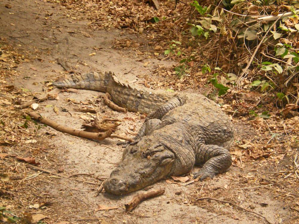 Krokodil im Kachikally Crocodile Pool.