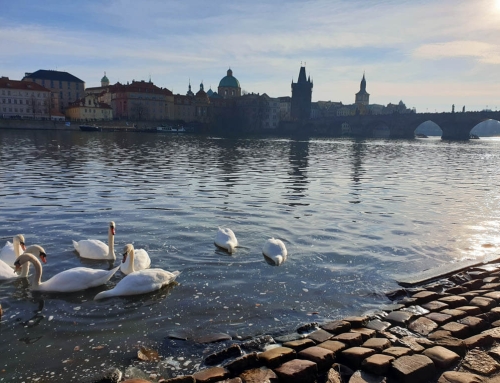 Mango Tours – Eine enttäuschende Erfahrung