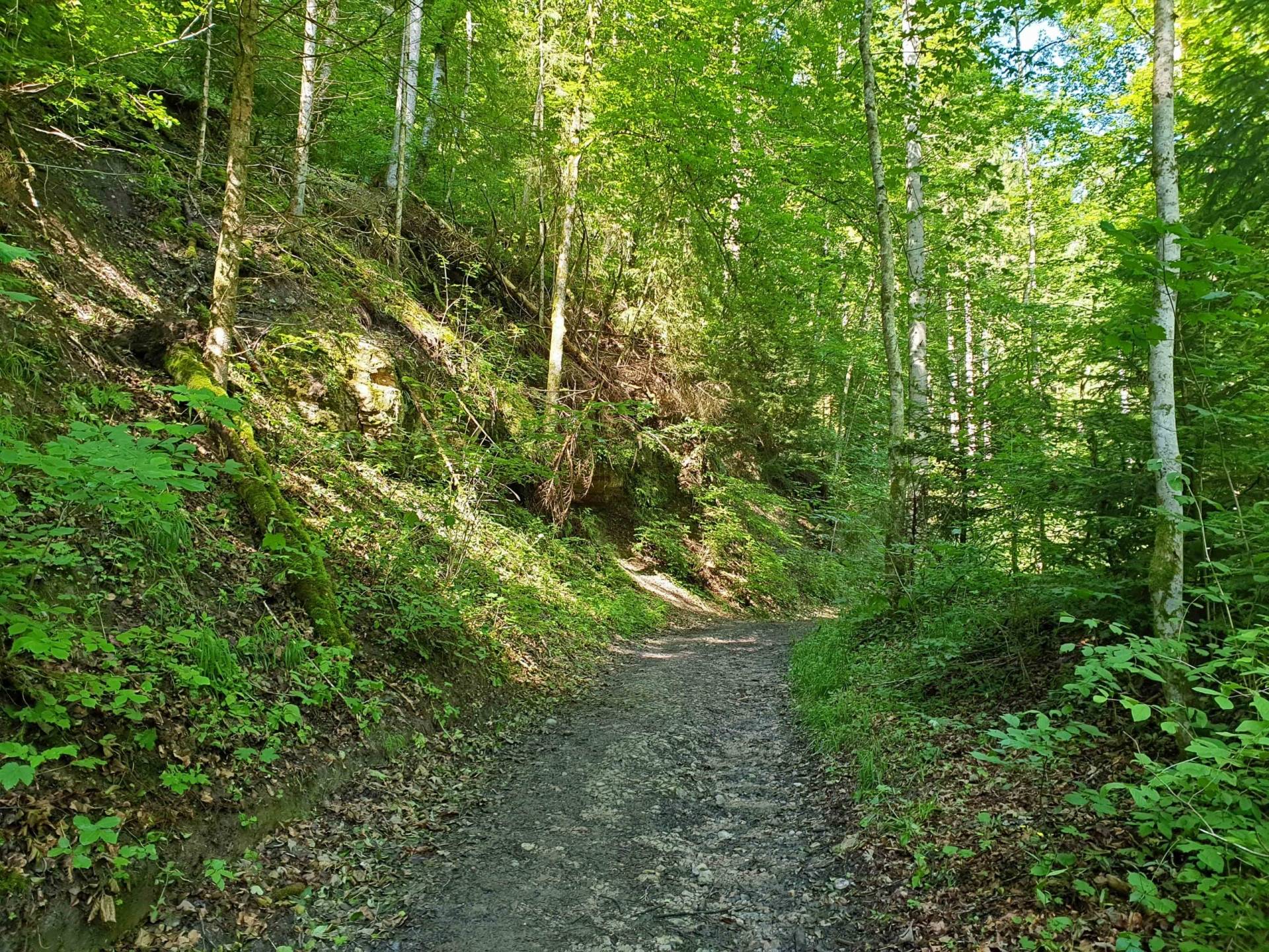 Ein Weg im Wald